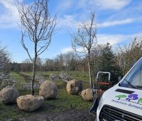 Gleditsia triacanthos 'Sunburst' - Valse christusdoorn - hoogstam bomen met grillige kroon
