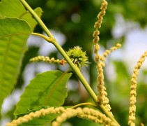 Blad en bloeiwijze