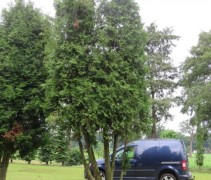 solitair op stam