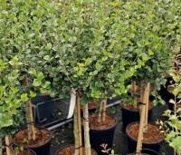 Syringa meyeri 'Palibin' - Dwergsering 'Palibin' - 3
