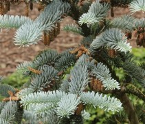 Abies procera bloei