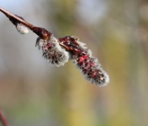 Populus Tremula