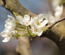 Pyrus Kosui Nasipeer