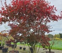 Acer palmatum 'Masu-kagami' - Japanse Esdoorn 'Masu-kagami' - 4