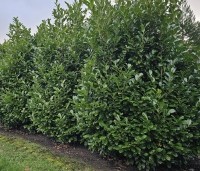 Prunus laurocerasus 'Rotundifolia'  - Laurierkers 'Rotundifolia'  - 1