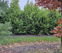 Prunus laurocerasus 'Rotundifolia'  - Laurierkers 'Rotundifolia'  - 2