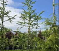 Larix kaempferi 'Diana' - Japanse kronkel Lariks - 1