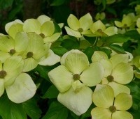 Cornus kousa 'Venus' - Japanse grootbloemige kornoelje ‘Venus' - 1