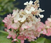 Hydrangea paniculata 'Candlelight' - Hortensia met roomwitte bloemen - 4