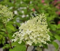 Hydrangea paniculata 'Candlelight' - Hortensia met roomwitte bloemen - 1