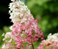 Hydrangea paniculata 'Candlelight' - Hortensia met roomwitte bloemen - 3