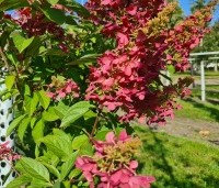 Hydrangea paniculata 'Candlelight' - Hortensia met roomwitte bloemen - 2