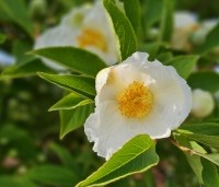 Stewartia pseudocamellia - Schijncamelia - 2