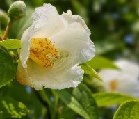 Stewartia pseudocamellia - Schijncamelia - 3