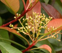 Bloem Photinia fraseri 'Red Robin'