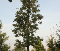 Kroon Sorbus intermedia 'Brouwers'