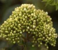 Viburnum 'Eskimo' - Sneeuwbal 'Eskimo' - 2