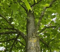 Liquidambar formosana var. monticola - Taiwanese amberboom - 3