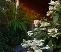 Hydrangea paniculata 'Wim's Red' - Pluimhortensia 'Wim's Red' - toepassing