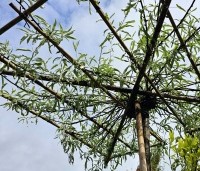 Pyrus salicifolia 'Pendula' - Wilgbladige peer - dakvorm 120x120cm