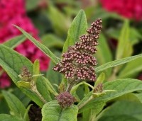 Buddleja davidii 'Butterfly Candy Little Ruby' - dwergvlinderstruik rood - 4