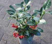Aucuba japonica 'Rozannie' - Broodboom 'Rozannie' - 1