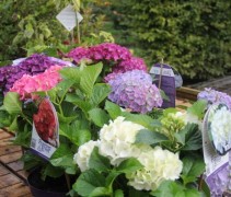 Hydrangea forever&ever blue