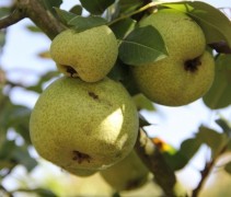 Pyrus communis 'Saint Remy'  stoofpeer