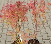 Acer palmatum - Japanse Esdoorn - C5 pot  50-60  herfst