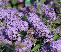 Buddleja dav. Petite 'Blue Heaven'
