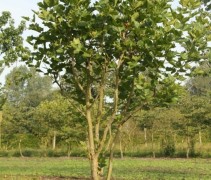 Platanus hispanica