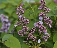 Syringa vulgaris 'Michel Buchner' - Sering 'Michel Buchner' - 1