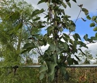 Davidia involucrata - Vaantjesboom - hoogstam  nazomer
