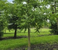 Juglans nigra - Zwarte Notenboom - 3