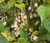 Styrax japonicus - Storaxboom - 1