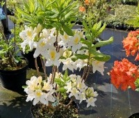 Rhododendron (AK)  'Persil' - Azalea 'Persil' - 3