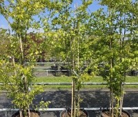 Zelkova serrata - Japanse Zelkova - 1