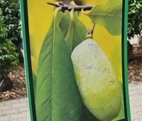 Asimina triloba - Pawpaw - 1