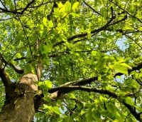 Ostrya carpinifolia - Hopbeuk - 1