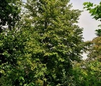 Ostrya carpinifolia - Hopbeuk - 3
