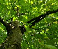 Ostrya carpinifolia - Hopbeuk - 2