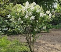 Syringa josiflexa 'Agnes Smith' - Sering josi. 'Agnes Smith' - 1