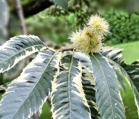 Castanea sativa 'Variegata' - Tamme Kastanje 'Variegata' - 11