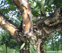 stam Betula nigra 