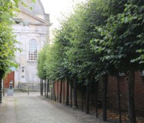 Tilia x Europaea 'Pallida'