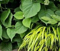 Hydrangea arb. 'Incrediball Strong Annabelle'  - Hortensia 'Incrediball Strong Annabelle' - bladstructuren combinatie