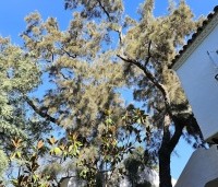 Tamarix tetrandra - Tamarisk - veterane boom
