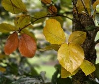 Fagus sylvatica 'Riversii' - Rode Beuk 'Riversii' - oktober 2024