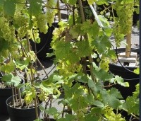 Vitis vinifera 'Vroege van der Laan' - Witte druif 'Vroege van der Laan' - 9