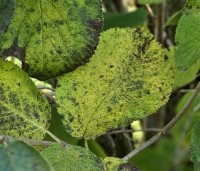 Viburnum lantana - Wollige sneeuwbal - 2